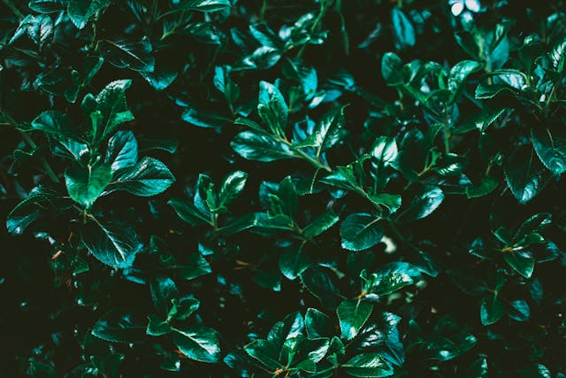 Garden Centre Vancouver and Nursery Maple Ridge: The Best Places for Gardening Enthusiasts
